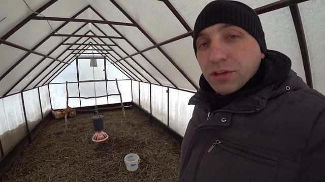 Мини мясные палевые//Мнение о породе спустя 2 года смотреть онлайн