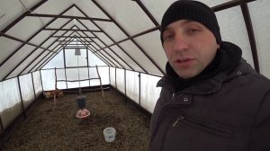 Мини мясные палевые//Мнение о породе спустя 2 года