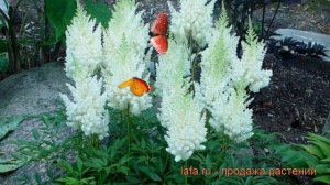 Астильба арендса Вейс Глория (weisse gloria) ? обзор: как сажать, рассада астильбы Вейс Глория