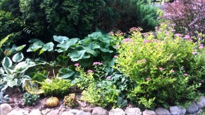 МИКСБОРДЕР В ПАРТЕРНОЙ ЗОНЕ. ПОДБОР РАСТЕНИЙ. Молочай / Камнеломка / Лапчатка кустарниковая и др.