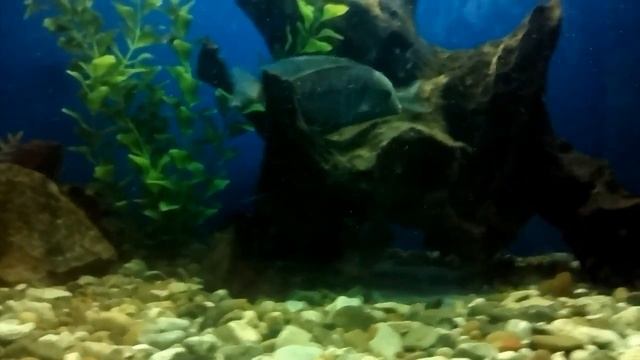 Голубые дельфины нерестится. смотреть онлайн