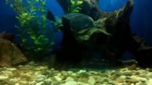 Голубые дельфины нерестится.