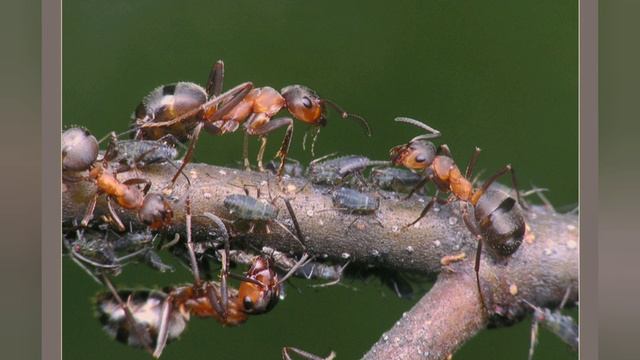 Муравейник - интересные открытия. Степанова Н.Л. смотреть онлайн