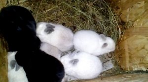 КАК ВЫГЛЯДЯТ КРОЛЬЧАТА В ДЕСЯТЬ ДНЕЙ