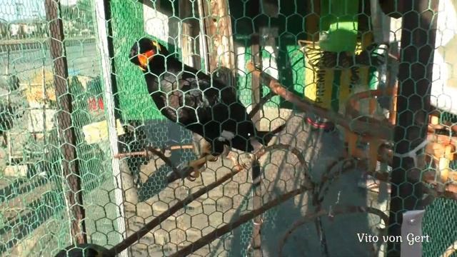 Как разговаривает священная майна (Gracula religiosa) | Пхонсаван, Лаос смотреть онлайн