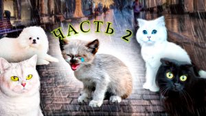 Котёнок НЕ ПЛАЧЬ! Мы тебя СПАСЁМ! Мы тебе ПОМОЖЕМ! ЧАСТЬ 2 ПОДРЯД 3 СЕРИИ!!!