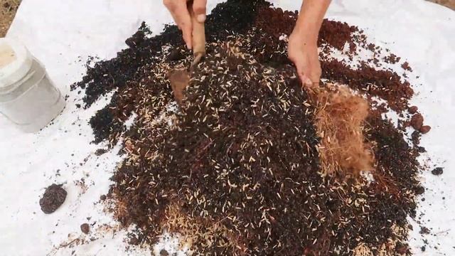 Skill propagating banana plants from banana flowers for beginners смотреть онлайн