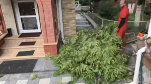 Дерево упало на дом, как спилить  Арбористы ATP