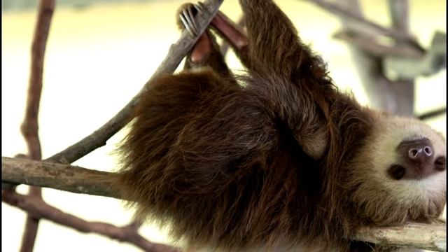 Учим Животных на английском Коала Жираф Лиса Мышь Еж Развивающие Мультики для Детей смотреть онлайн