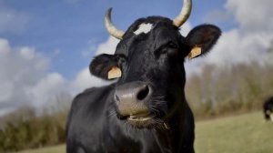 Tushda mol sigir ko'rsa nima bo'lishini bilasizmi tush tabiri