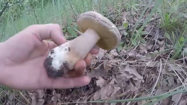 ШОК!!! | БЕЛЫЕ грибы в ИЮНЬСКУЮ жару! смотреть онлайн