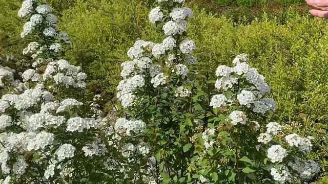 Спирея Ван-Гутта (Spiraea × Vanhouttei)
