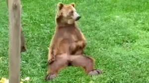 медведь теребонькает