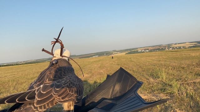 Второй Свободный Полет Сокола / Дрессировка Сокола Балобана / Время Сокола смотреть онлайн