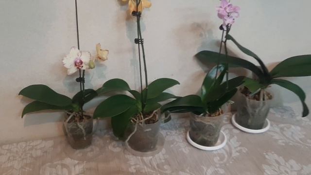 НОВИНКИ ЗИМОЙ!!! хомяк не дремлет смотреть онлайн