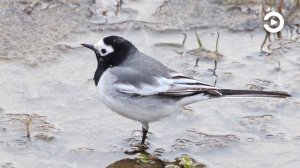 2 класс. Окружающий мир. В гости к весне