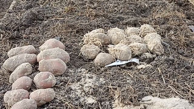 ВЫРАЩИВАНИЕ КАРТОФЕЛЯ СЫНОК И САРПА МИРА В ОРГАНИЧЕСКОЙ ГРЯДКИ 2023 Г ЧАСТЬ-1 // С. Х. У смотреть онлайн