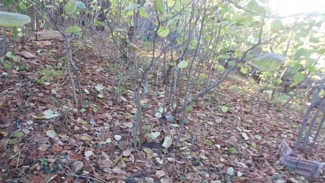 Фундук: 30-ти летний опыт выращивания, высокий урожай ежегодно. смотреть онлайн