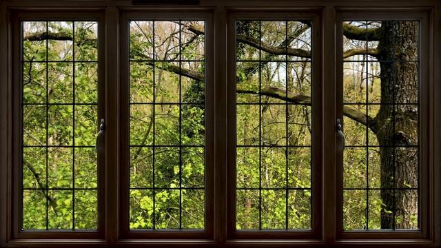 4K Forest Window View - Relaxing, Calming, Ambience