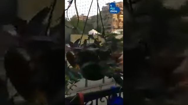 Balcony Gardening by Ahmedabad Jagruti Bhatt