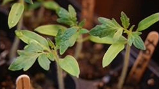 Подкармливаем рассаду томатов. Как это делать правильно? смотреть онлайн