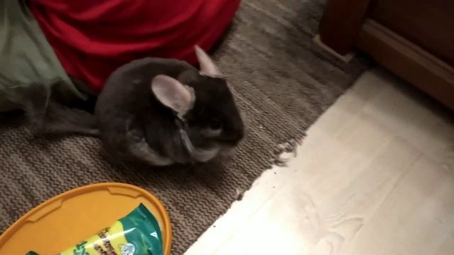 Уборка в клетке шиншиллы смотреть онлайн