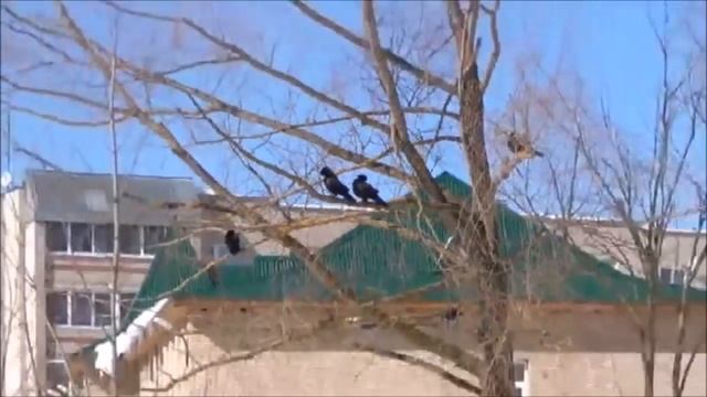 Грач и интересные факты о нем смотреть онлайн