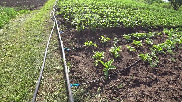 Капельный полив малины(часть 2) смотреть онлайн