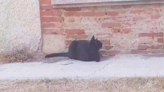 vue d'une tasse de Café puis animation Chat/Chat/Chat смотреть онлайн