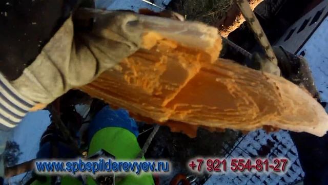 НУЖНО СПИЛИТЬ ДЕРЕВО в ВСЕВОЛОЖСКЕ СПб БЕЗОПАСНО? смотреть онлайн