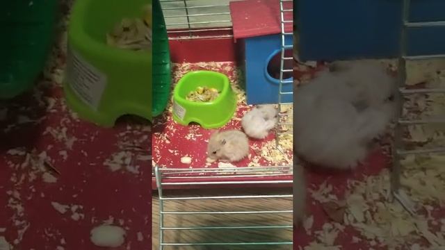 Хом'ячки джунгарики #хомячки смотреть онлайн