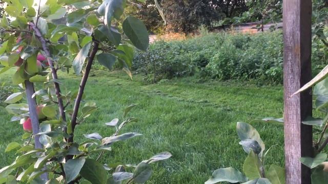 Яблоня ранняя Мельба смотреть онлайн