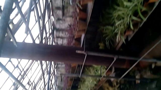 Зимняя теплица. Выращивание комнатных цветов кактусов и сокулентов