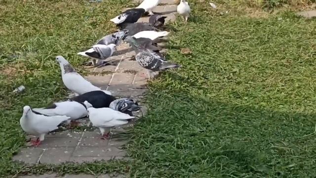 Гривуны/бойные голуби/глухарка и не только смотреть онлайн