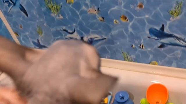 Купание котят сфинксов/Котята #сфинксы #сфинкс #канадскийсфинкс