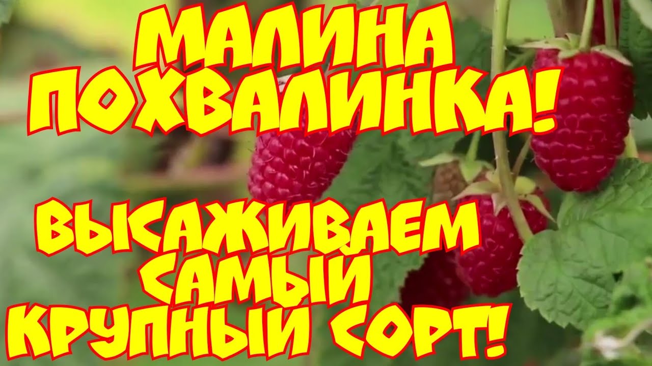 МАЛИНА ПАХВАЛИНКА! ВЫСАЖИВАЕМ САМЫЙ КРУПНЫЙ СОРТ! смотреть онлайн