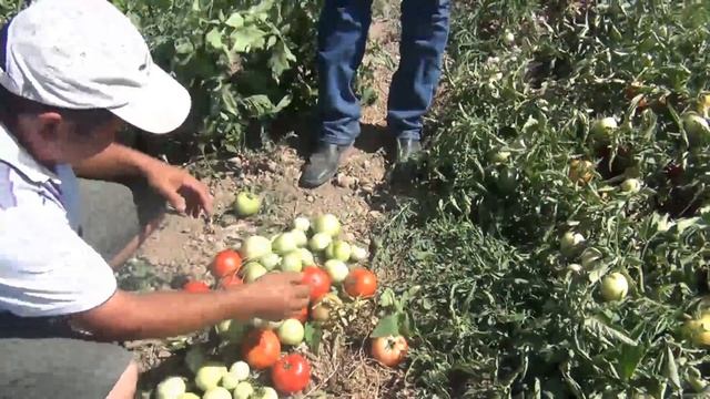 Линда F1 қызанағы - выращивание томата Linda F1 (Шымкент, 2017) смотреть онлайн