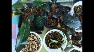 Теплица для Буцефаландр (начало)