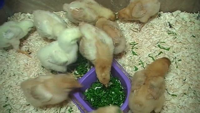 Цыплята Фокси чики , Юрловская голосистая . 10 дней. смотреть онлайн
