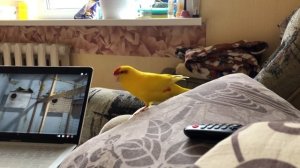 Попугай какарик радуется (разговаривает)