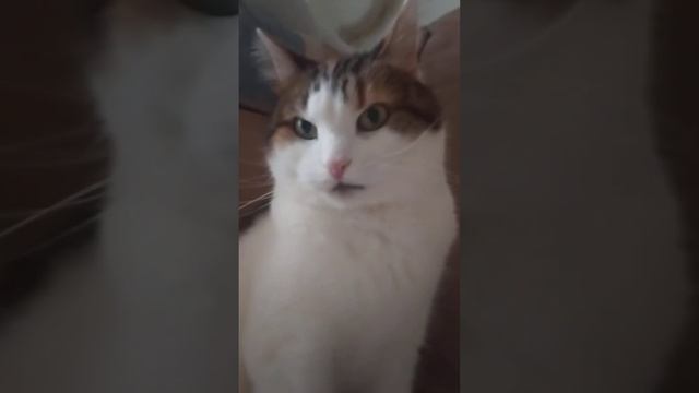 2 лайфхака для кота