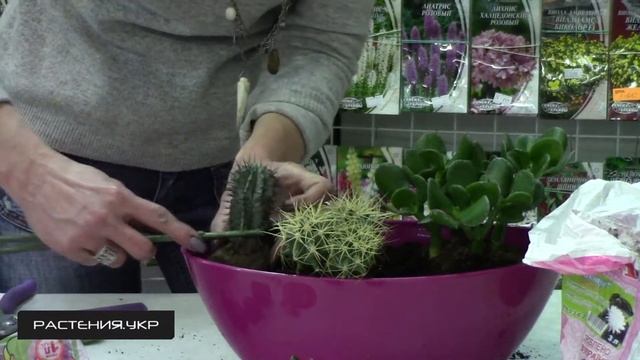 Композиция из кактусов и суккулентов NEW (1 серия) смотреть онлайн