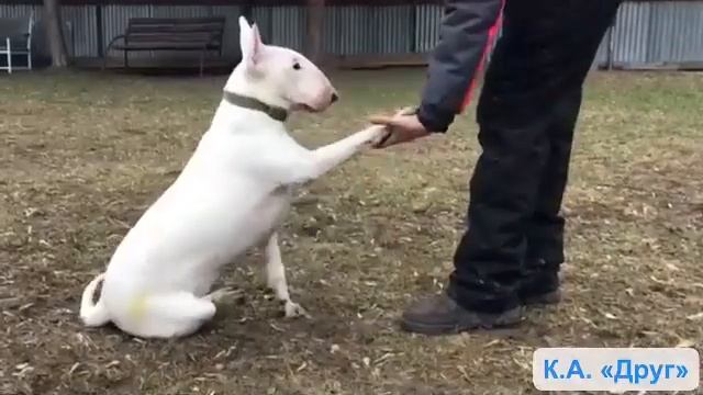 Дрессировка бультерьера Рус Терьер Мирабель смотреть онлайн