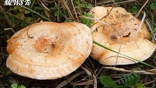 Самые полезные грибы The most useful mushrooms смотреть онлайн