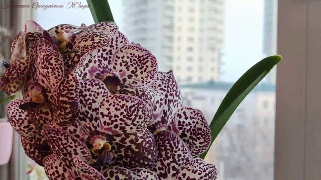ВЫМАНИЛА ЁЖИКИ КОРНЕЙ У ОРХИДЕИ? ТАКОГО ЦВЕТЕНИЯ ВЫ НИКОГДА НЕ ВИДЕЛИ! VANDA KULWADEE FRAGRANCE #27 смотреть онлайн