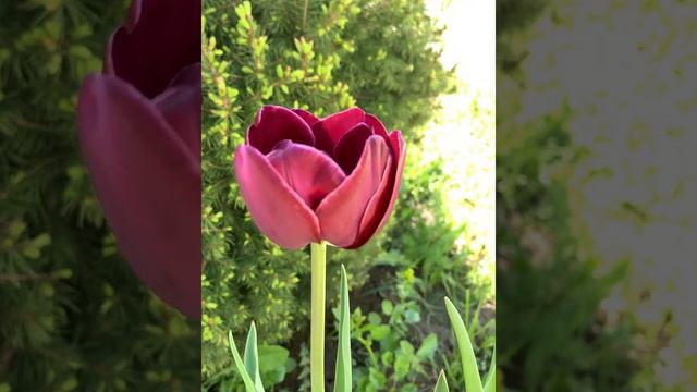 Тюльпан Дрим Тач / Tulipa Dream Touch 😍