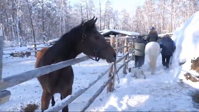 Проект ""Школа особенного всадника" смотреть онлайн