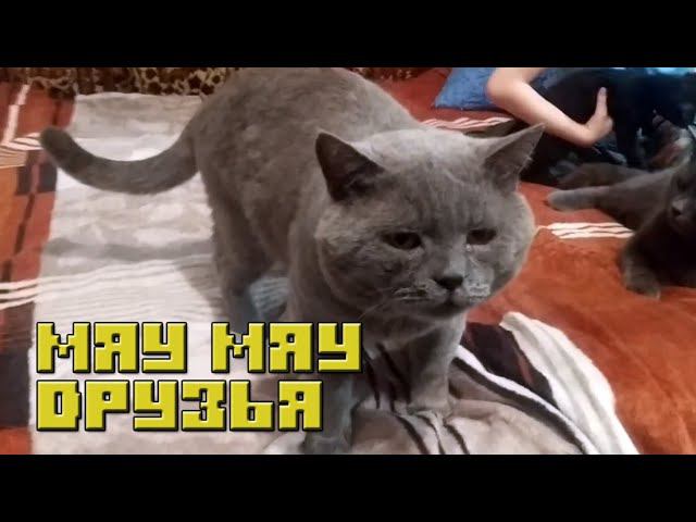 Мои питомцы смотреть онлайн
