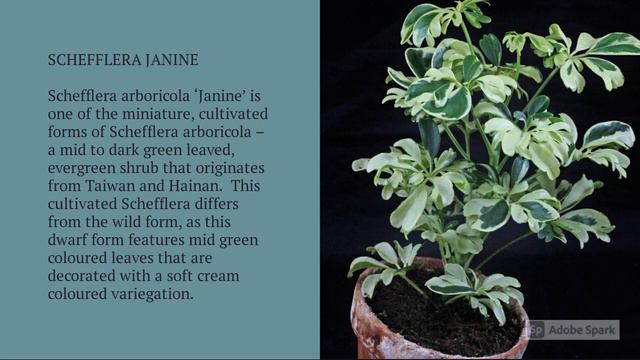 Schefflera Varieties A to Z смотреть онлайн