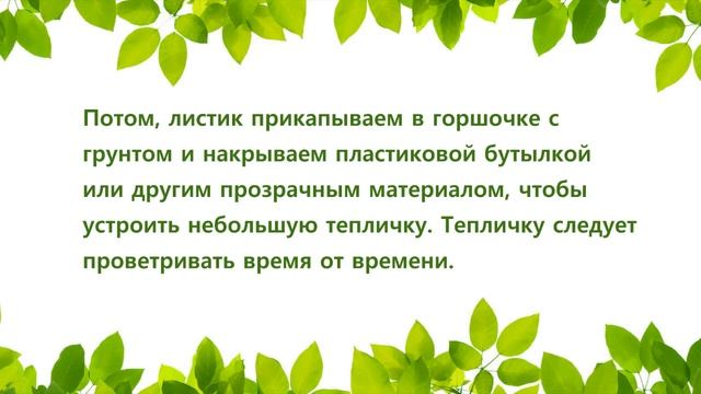 Как размножить Замиокулькас (Долларовое дерево) листовыми пластинами? смотреть онлайн